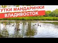 УТКИ МАНДАРИНКИ ВЛАДИВОСТОК / ЗАГОРАЕМ НА ПЛЯЖЕ #владивосток #пляж #triptop