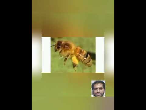 لاحظت نحلك يفرز الماده فهي اسهال ناتج عن تلوث فسارع في علاج نحلك وتنظيف ماء شربها لكي لايموت منحلك