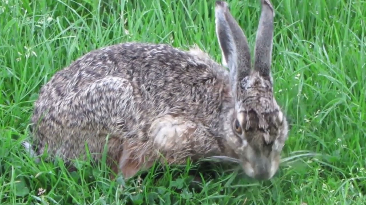 TOBACCO BARN - WATCHING THE HARES AGAIN (2)