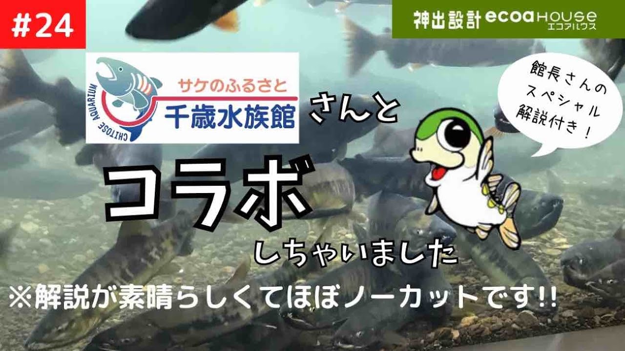 お役立ち情報【サケのふるさと千歳水族館】行ったことある方も必見！遡上シーズン真っ最中！館長解説付きで巡る日本最大級の淡水魚水族館！解説がスゴすぎてほぼノーカット！観れば必ず「へぇ～」というはず！