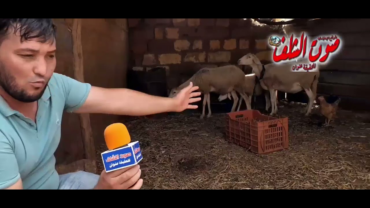 ببلدية الكريمية بالشلف .. لصوص يتسلطون على عائلة ويسرقون منها  23 نعجة