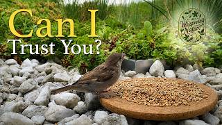 “Can I Trust This?” A Sparrow’s Careful First Bites 🐦🌾 | Ep.1348