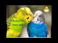 lovebirds cute video