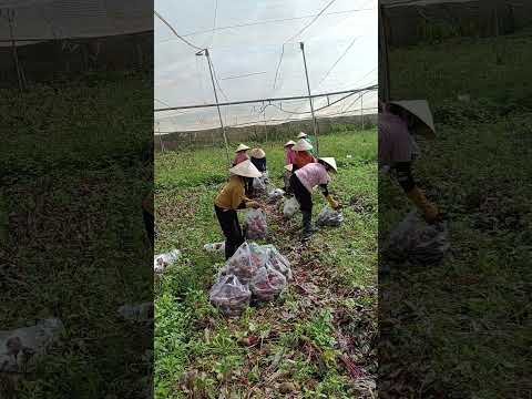 thu hoạch củ dền #suhaotv #thuhoạch #cuden
