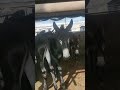 Donkey saw camera 📷 and come #horse #donkey #donkeylovers #animals #viralvideo #farmlife
