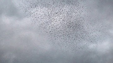 Tree Swallows of Goose Island