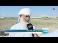 بدء موسم حصاد محصول السمسم في ولاية منح