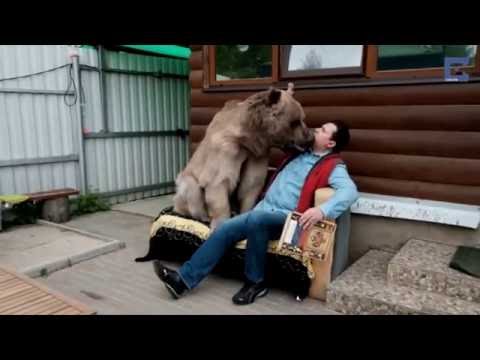 Βίντεο: Πόσα χρόνια ζουν ζωντανά οι αρκούδες