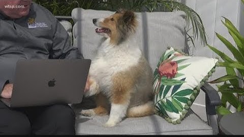 How to stay cyber safe while working from home