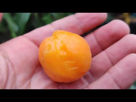 colheita de Uvaia orgânica em vaso