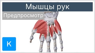 Мышцы рук (предпросмотр) - Анатомия человека | Kenhub