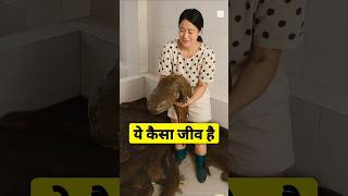 Yeh Kaisa Jeev Hai? Salamander Ke Ande Ka Raaz | Jaane Kaise #salamander #fish #egg #shorts
