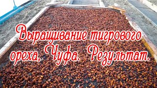 Выращивание тигрового ореха, Чуфа.  Результат.