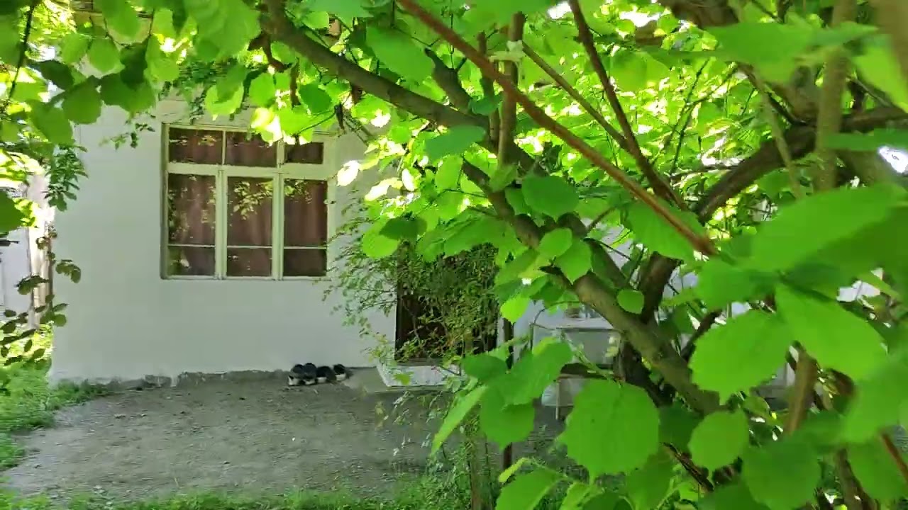 Balakəndə heyət evi satılır qiyməti 21 min manat əlaqə 0503693002 vatsap var Tural makler Balakən