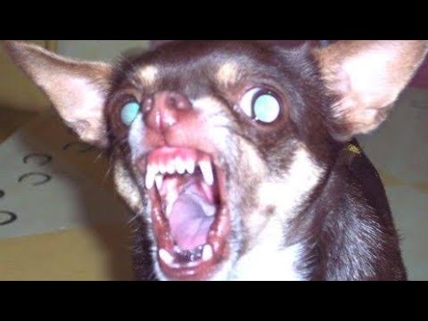 Don T Buy A Chihuahua Angry Chihuahua Compilation Youtube