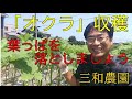オクラの収穫と追肥　NO167