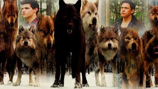Twilight wolves- Shell Shocked