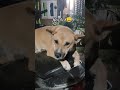 Dog Omi Doglover Trending Music Youtubeshorts