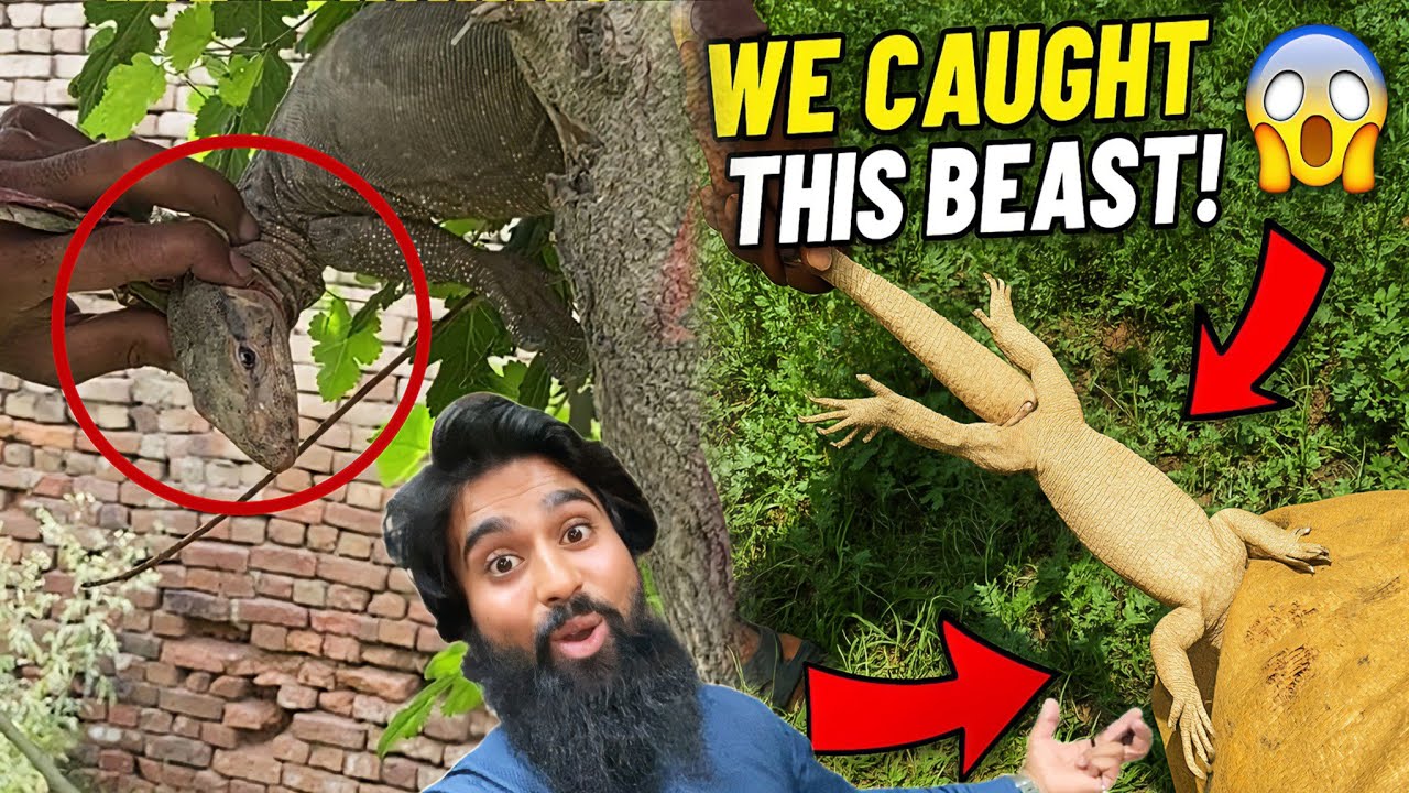 We Caught The Dragon Lizard 🦎 😱