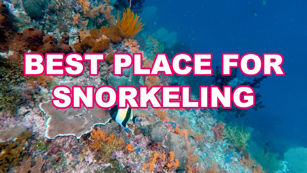 Самые красивые кораллы в мире - Neptune’s fan sea!