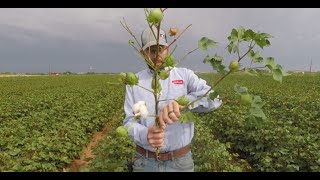 Cotton Defoliation part 1: Know when to spray