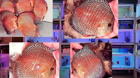 Cá Dĩa Beo Da Rắn Hàng VIP Mới Về Gần 100 Con | Discus Leopard Snake | Cá Dĩa Thắng Lợi
