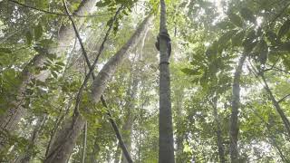 Snake CLIMBING tree!