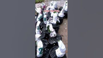 Chậu Vạn phúc ship cod toàn quốc #dongthapstore #chauvanphuc