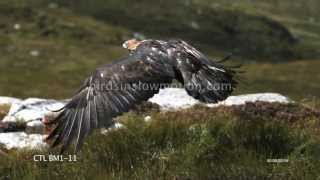 Golden Eagle Slow Motion in Flight Mountain shot on Phantom HD Gold - 5 Shots