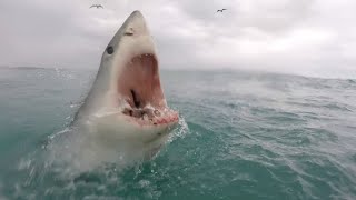 Great White Shark Bites Surfer in Half - Ben Linden by Sharks Happen 19,586 views 2 months ago 8 minutes, 8 seconds