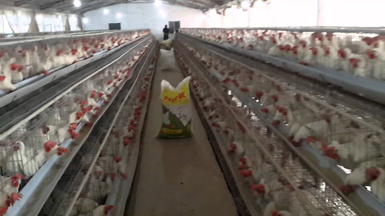 Koshi egg layer farm supaul (Bihar) India - YouTube