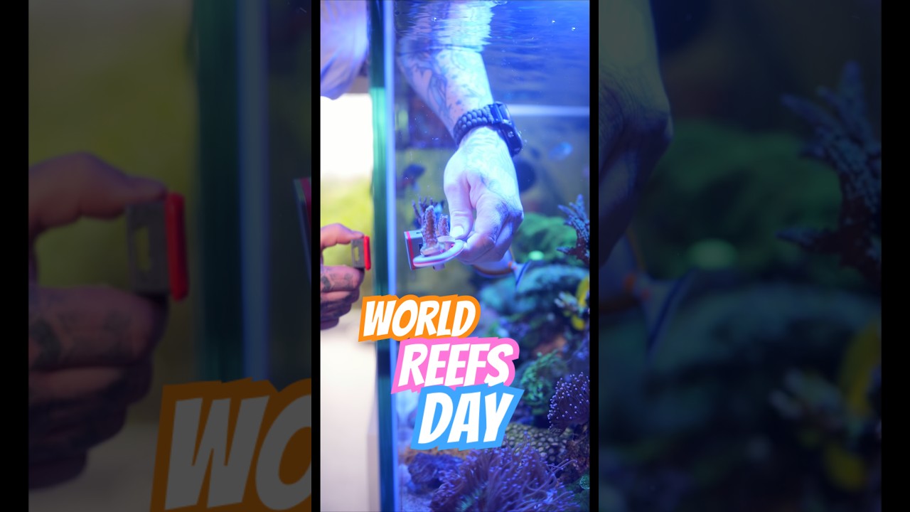 Happy World Reefs Day 🩵🪸#reeftank #saltwateraquarium #coralreef #oceanlife