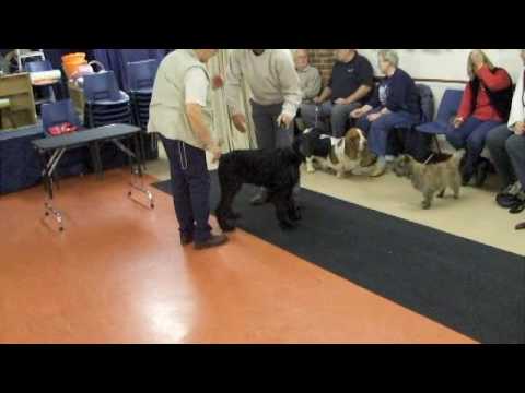 Giant Schnauzer Puppy Moose at Ringcraft (Week 3)