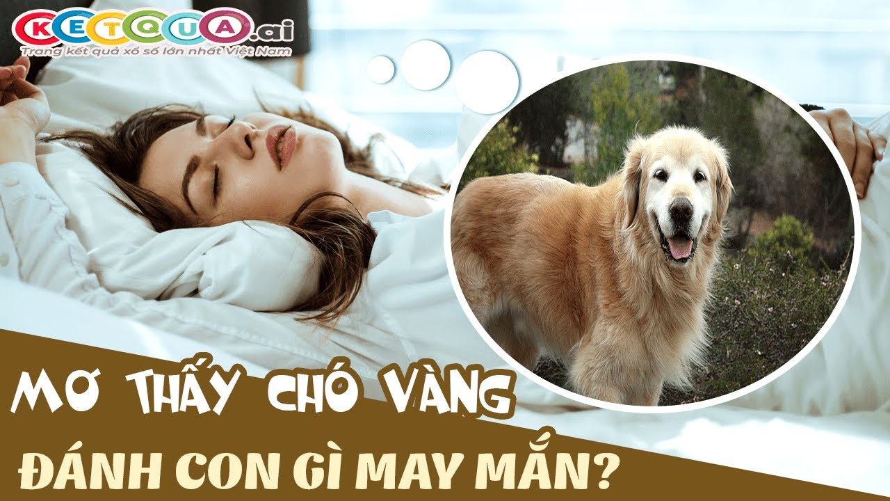 Mơ thấy chó vàng là điềm báo gì? Con số nào gắn liền với chó vàng