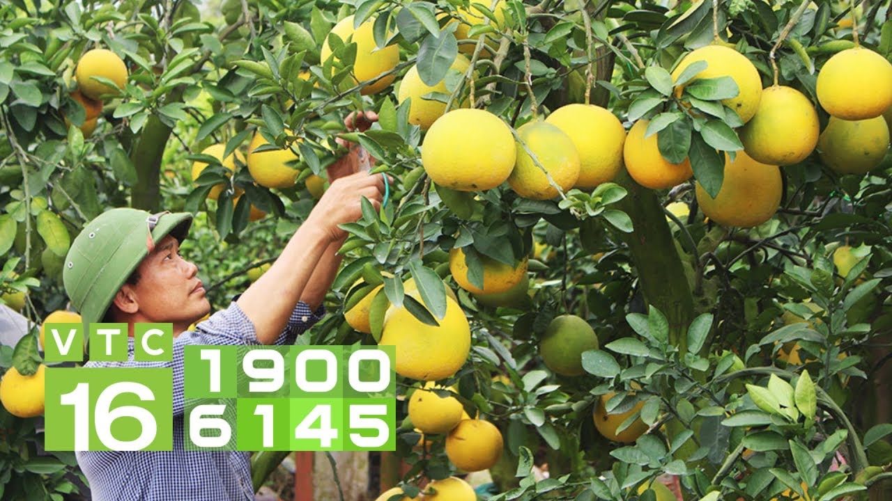 Kỹ thuật trồng cây bưởi Diễn sai quả, quả ngọt I VTC16