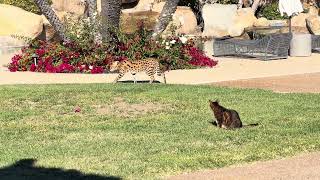Serval Cat And Savannah Bond Forever