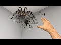 why did i grab the spider nest...