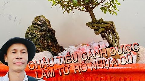 Làm chậu cây tiểu cảnh từ rổ nhựa cũ