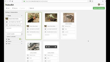 How to Use iNaturalist
