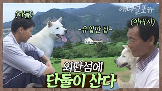 ⛰외딴섬 절벽 위 홀로 남은 집, 그곳엔 부자(父子)와 개들만 산다! | 부자의 섬 | KBS 인간극장 2004 방송