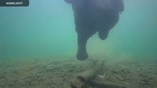 Underwater Salmon Cam - Katmai National Park | 2023 Highlights