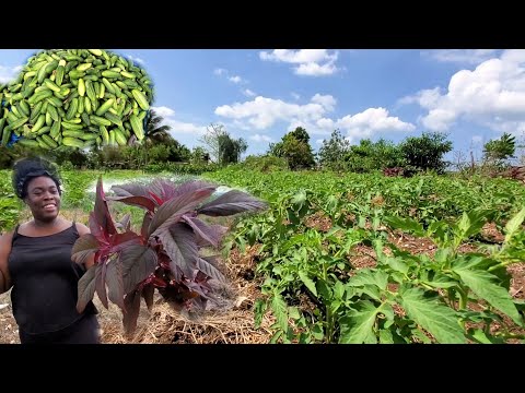a little tip on how to take care of your farm and also reaping cucumber