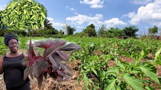 a little tip on how to take care of your farm and also reaping cucumber