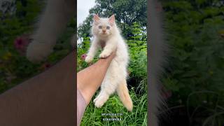 Flame Point Persian kitten | Cats for sale #shorts
