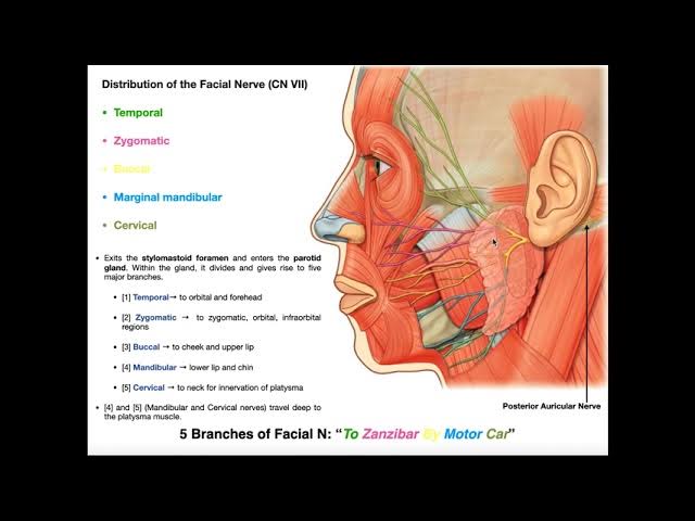 Marginal mandibular branch of the facial nerve - Wikipedia