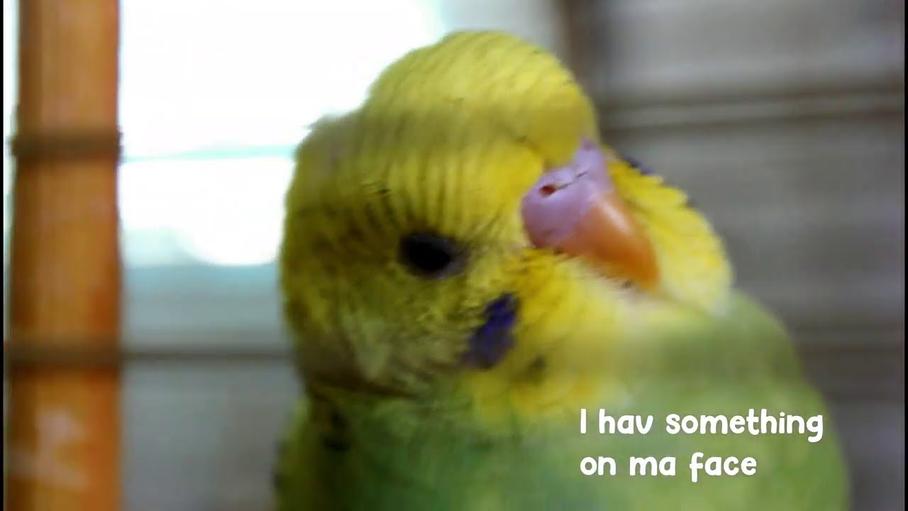 baby budgie resting on his swing YouTube