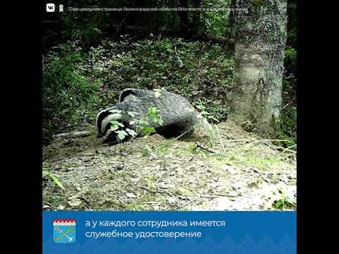 Video: Rezervația Nizhnesvirsky - conservarea patrimoniului natural