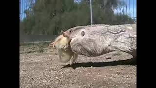Dragon Lizard eat Chick | lizard vs Chick | Lizard eat Hen | Dragon Lizard eat Hen Baby | Hunters