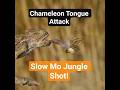 The Chameleon’s Secret Weapon: Nature’s Weirdest Tongue Strike! #animalbehavior