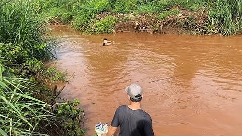 Làm lợp cá chạch đi đặt cá chạch 